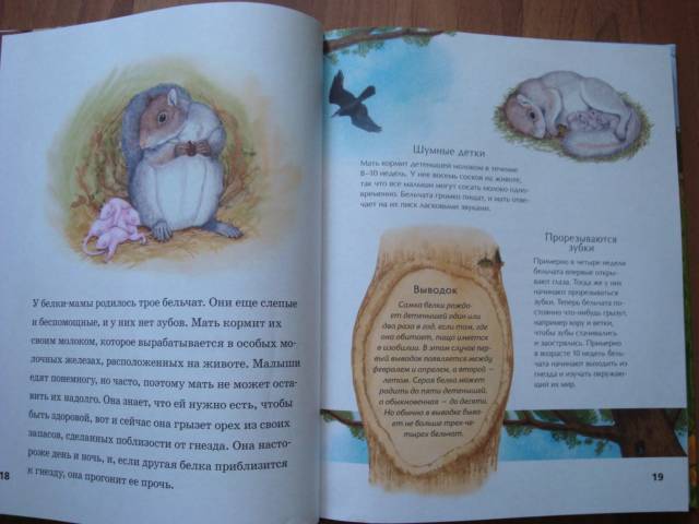 Иллюстрация 2 из 30 для Детская энциклопедия животных - Тинг Моррис | Лабиринт - книги. Источник: Mурaшкa