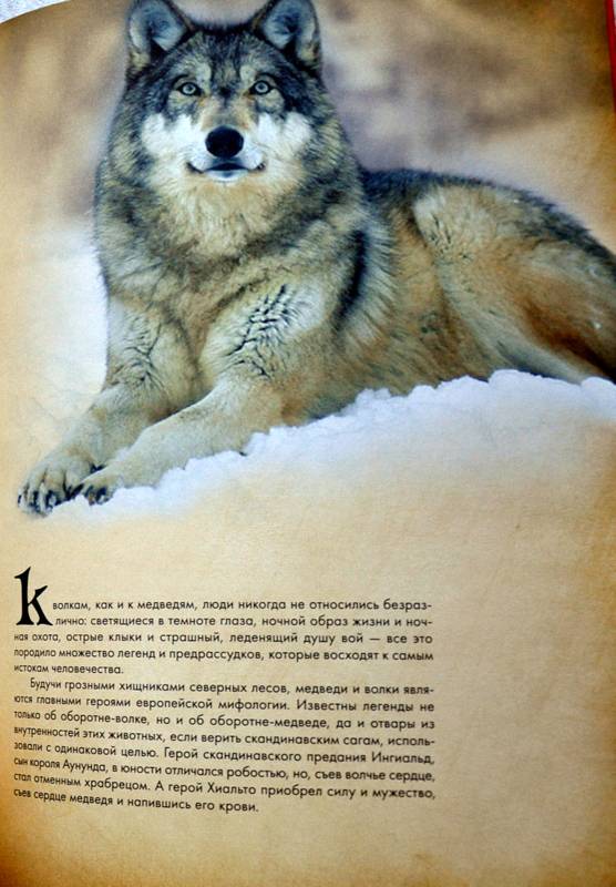 Иллюстрация 30 из 31 для Животные в мифологии - Андрей Гапченко | Лабиринт - книги. Источник: Ассоль