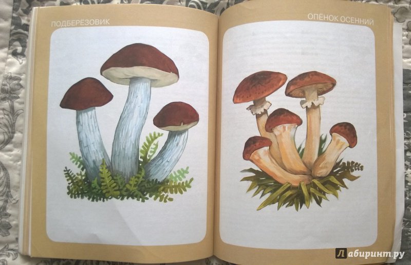 Иллюстрация 15 из 34 для Тематический словарь в картинках. Мир растений и грибов. Ягоды. Грибы | Лабиринт - книги. Источник: Elena15ros