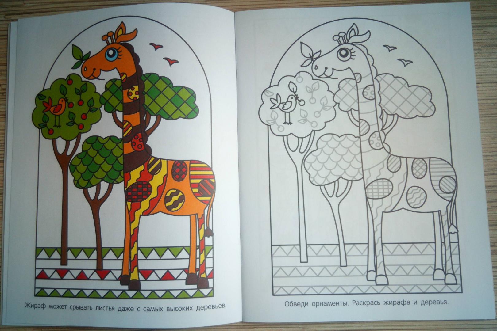 Иллюстрация 4 из 33 для Коала | Лабиринт - книги. Источник: Моисеева  Наталья