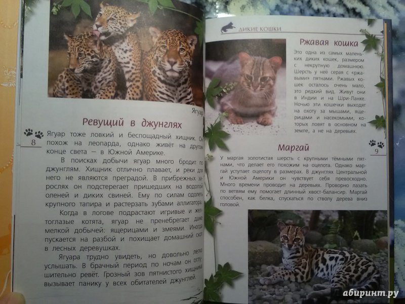 Иллюстрация 13 из 28 для Кошки дикие и домашние - Александр Тихонов | Лабиринт - книги. Источник: SergP
