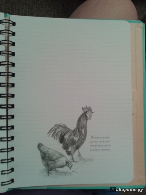 Иллюстрация 18 из 18 для Животные. Sketchbook (мята) - Н. Савельева | Лабиринт - канцтовы. Источник: Ксения