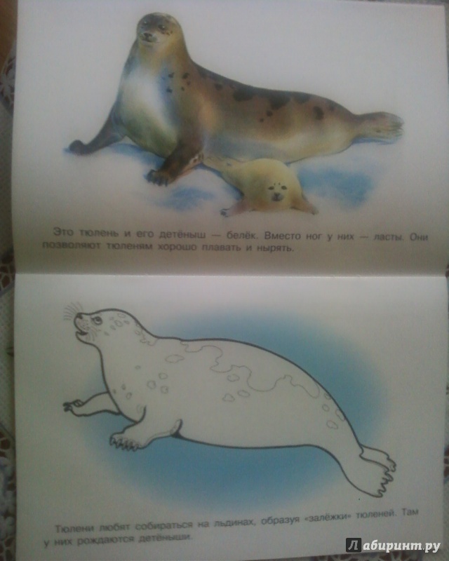 Иллюстрация 4 из 25 для Раскраска "Животные Арктики и Антарктики" | Лабиринт - книги. Источник: Родионова  Надежда