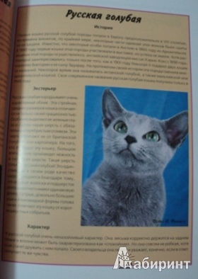 Иллюстрация 7 из 9 для Британская короткошерстная кошка. Содержание и уход - Доминик Кизельбах | Лабиринт - книги. Источник: Марика909