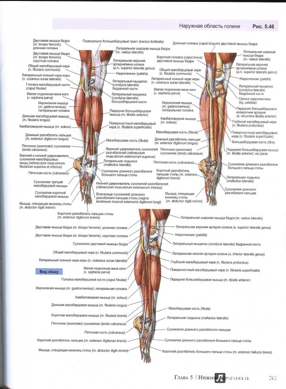 Иллюстрация 7 из 22 для A.D.A.M. Атлас анатомии человека - Олсон, Павлина | Лабиринт - книги. Источник: Andrey29