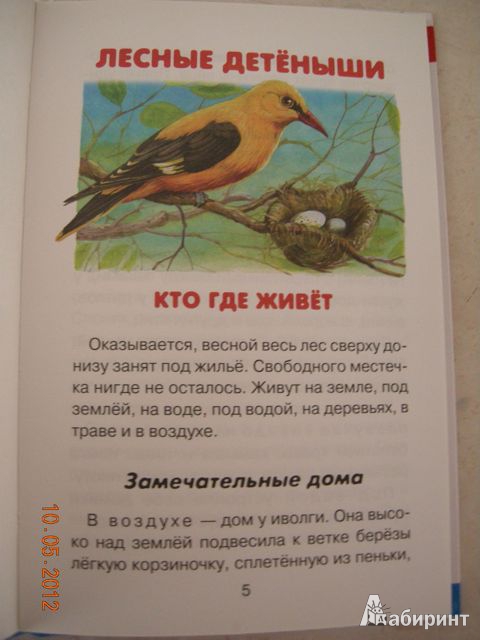Иллюстрация 25 из 35 для Лесные детёныши - Виталий Бианки | Лабиринт - книги. Источник: Honeyed