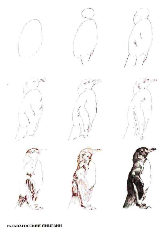 Иллюстрация 34 из 39 для Рисуем 50 исчезающих животных - Эймис, Бадд | Лабиринт - книги. Источник: Юта