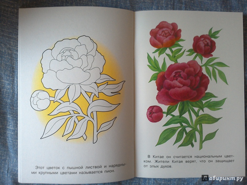 Иллюстрация 14 из 33 для Раскраска "Садовые цветы" | Лабиринт - книги. Источник: Ленивка