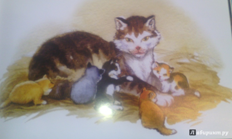 Иллюстрация 22 из 30 для Котёнок - Лев Толстой | Лабиринт - книги. Источник: Северянка