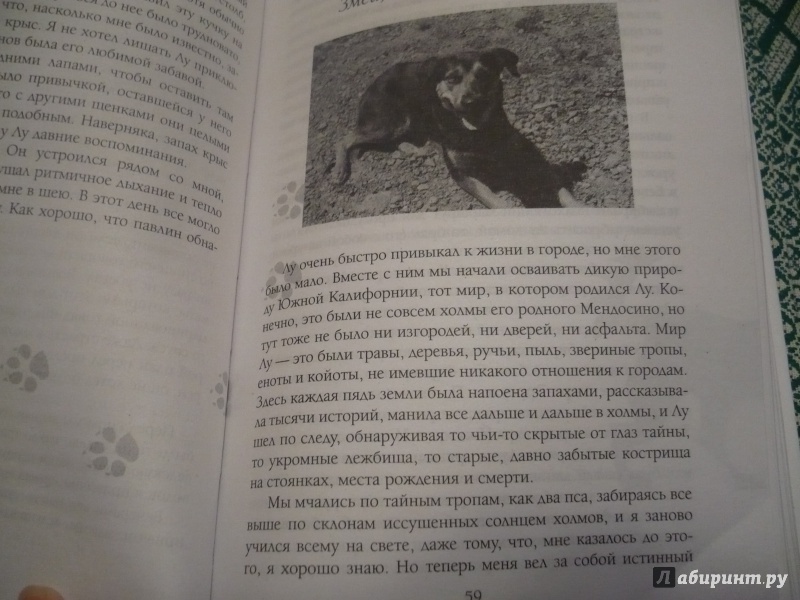 Иллюстрация 12 из 12 для Собака, которая спустилась с холма. Незабываемая история - Стив Дьюно | Лабиринт - книги. Источник: angela_kvitka