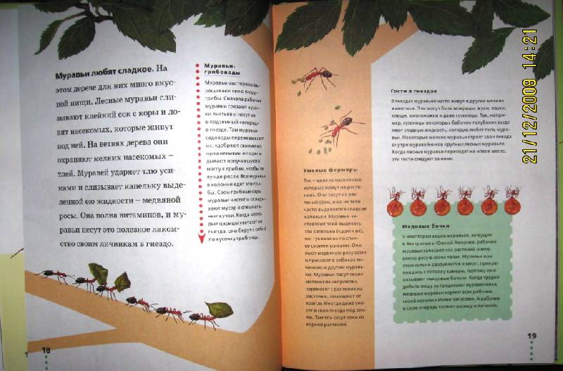 Иллюстрация 5 из 37 для Муравьи, кузнечики, пауки - Тинг Моррис | Лабиринт - книги. Источник: ESchA