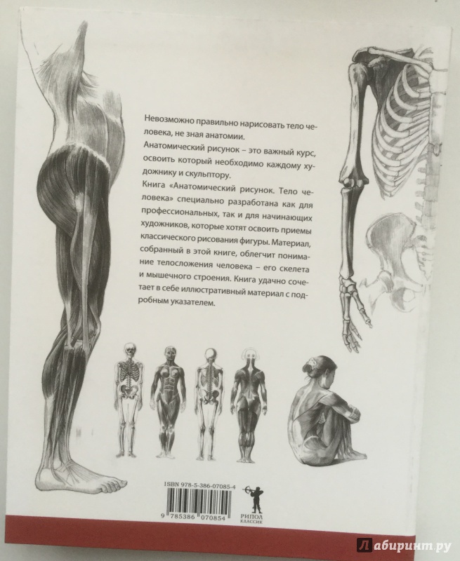 Иллюстрация 8 из 8 для Анатомический рисунок. Тело человека - Суньоги, Фехер | Лабиринт - книги. Источник: Марина