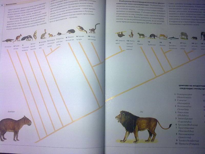 Иллюстрация 21 из 42 для Новейшая энциклопедия животных | Лабиринт - книги. Источник: foxi-lisenok