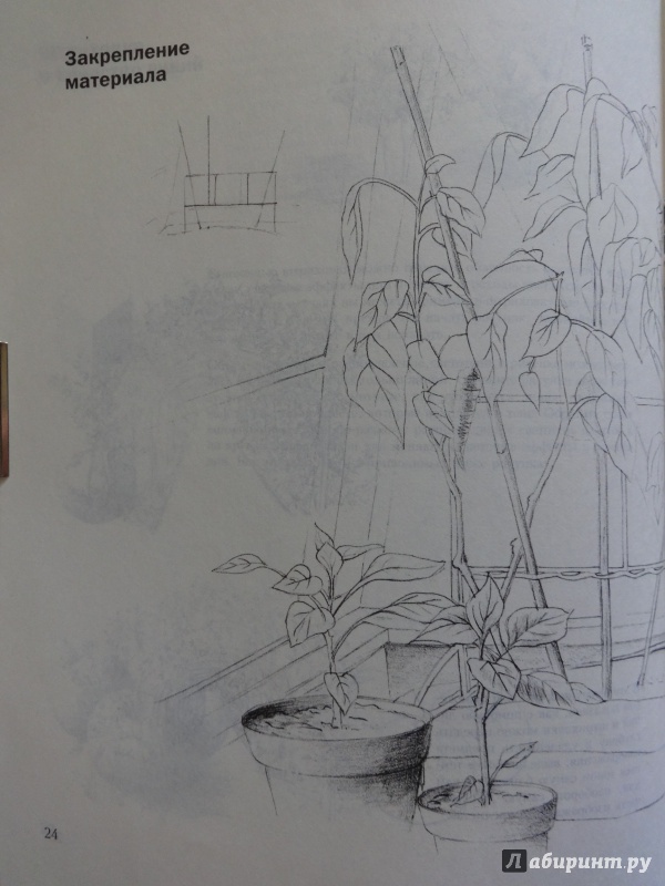 Иллюстрация 32 из 46 для Учитесь рисовать ваш сад - Кэрол Винсер | Лабиринт - книги. Источник: Саломасов  Даниил