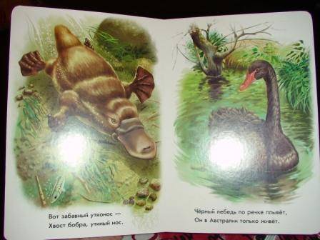 Иллюстрация 1 из 2 для Лесные зверята - Олеся Квитка | Лабиринт - книги. Источник: Шмель