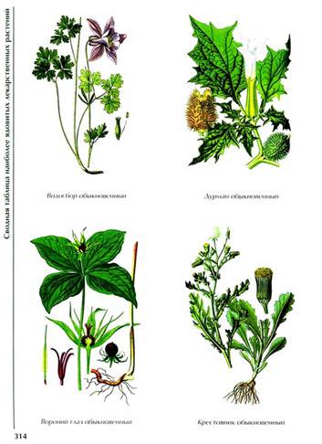 Иллюстрация 8 из 8 для Лекарственные растения | Лабиринт - книги. Источник: Золотая рыбка