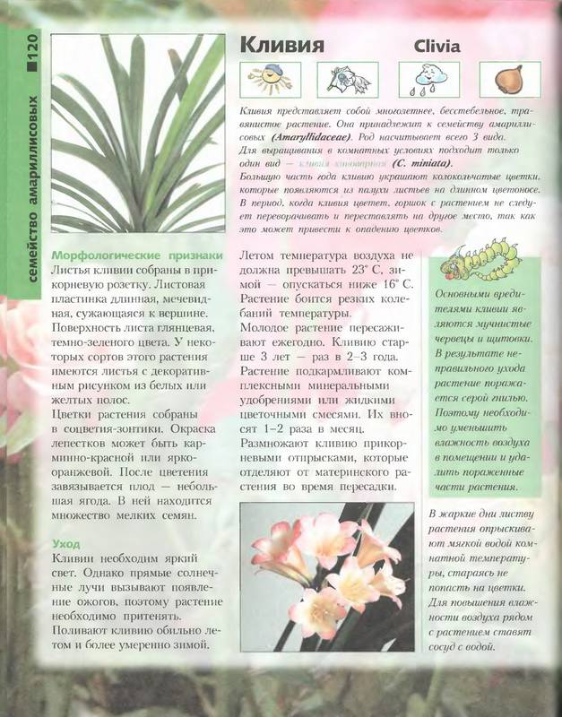 Иллюстрация 45 из 46 для Лучшие комнатные растения - Моисей Миллер | Лабиринт - книги. Источник: Риззи