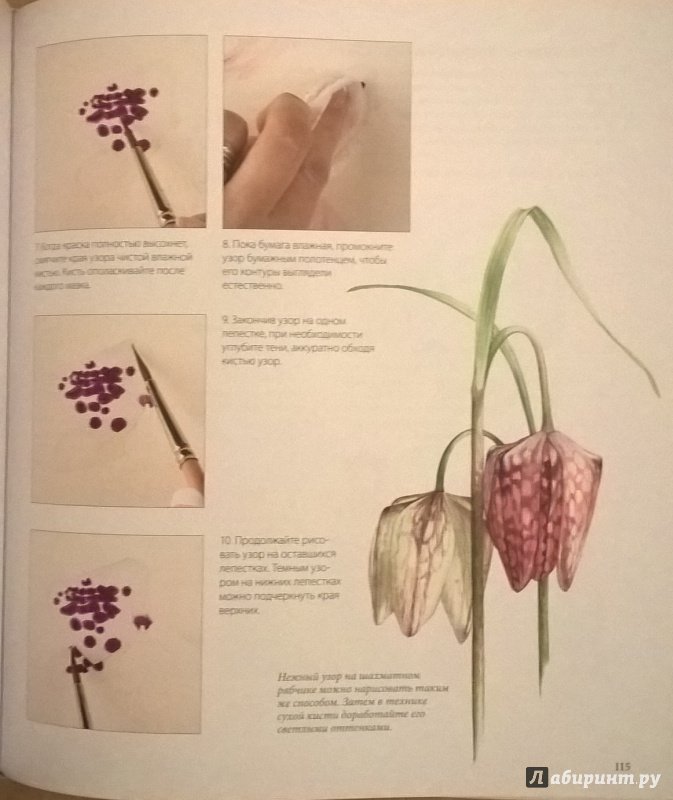 Иллюстрация 58 из 80 для Ботанические портреты. Практическое руководство по рисованию акварелью - Билли Шоуэлл | Лабиринт - книги. Источник: Книжные коллекции