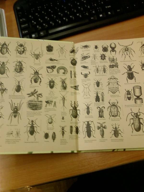 Иллюстрация 25 из 36 для Пчелы, бабочки, стрекозы - Тинг Моррис | Лабиринт - книги. Источник: lettrice