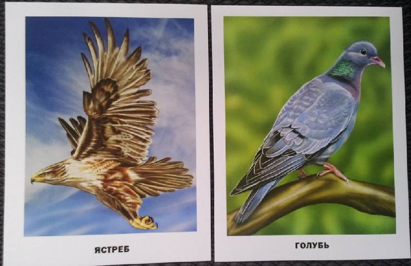 Иллюстрация 46 из 48 для Обучающие карточки. Птицы | Лабиринт - игрушки. Источник: Орешек