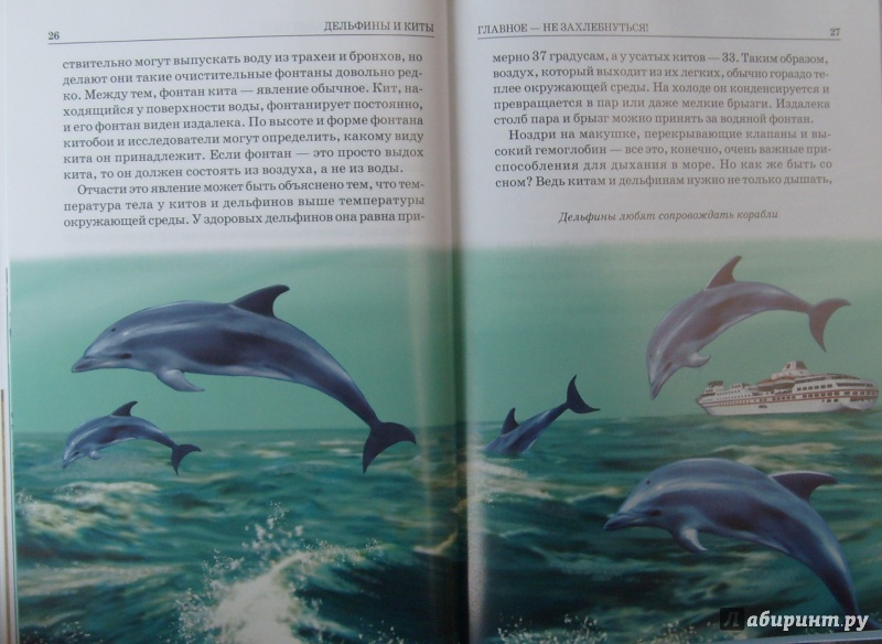Иллюстрация 16 из 21 для Дельфины и киты - Юлия Дунаева | Лабиринт - книги. Источник: Соловьев  Владимир