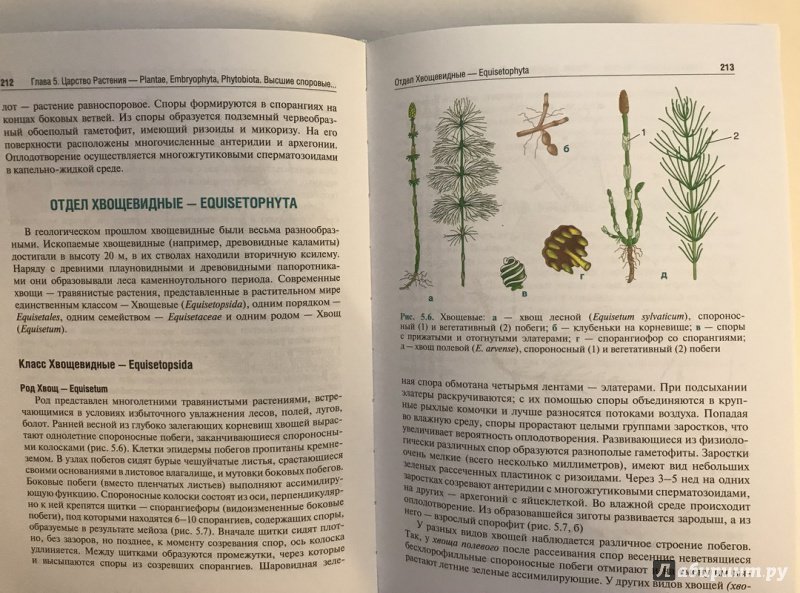 Иллюстрация 28 из 44 для Ботаника. Учебник - Барабанов, Зайчикова | Лабиринт - книги. Источник: Ромыдтчъ