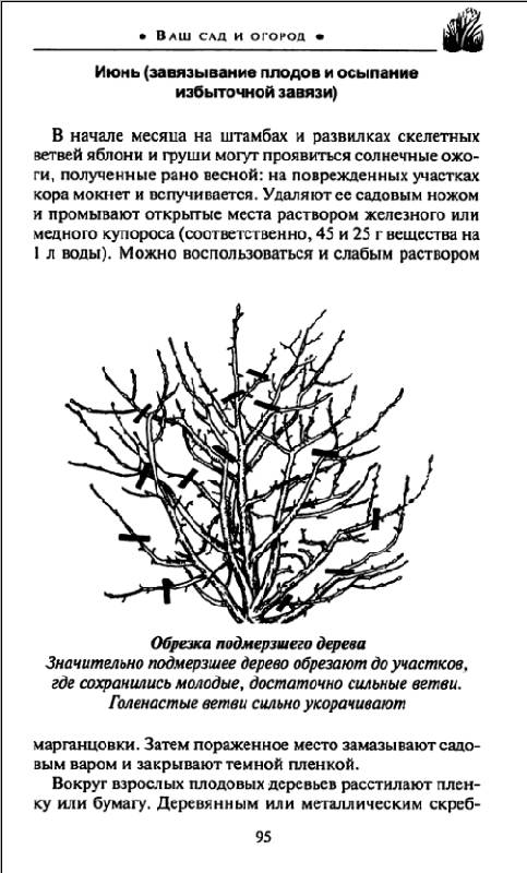 Иллюстрация 7 из 9 для Ваш сад и огород - Валентина Петрушкова | Лабиринт - книги. Источник: Рыженький