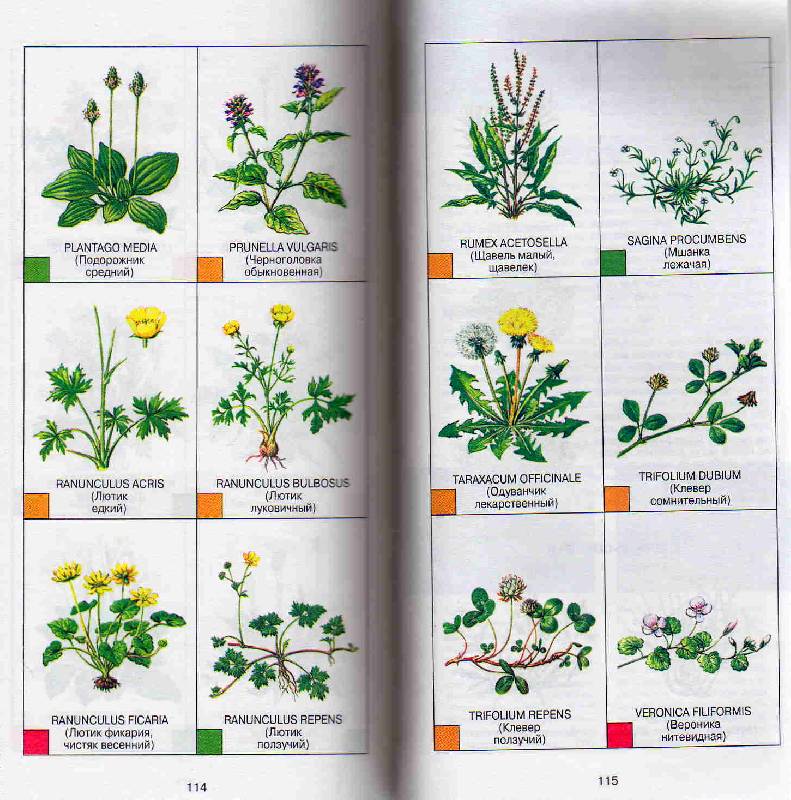 Иллюстрация 26 из 27 для Все о болезнях и вредителях растений - Дэвид Хессайон | Лабиринт - книги. Источник: С  М В