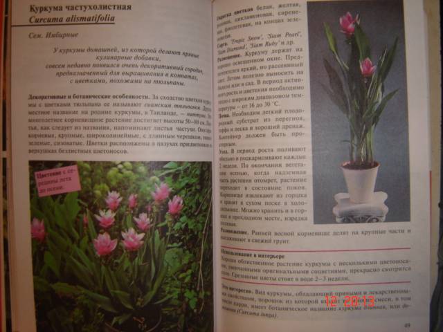 Иллюстрация 4 из 9 для Новинки и редкости: Комнатные цветы - Ирина Титова | Лабиринт - книги. Источник: Leyla