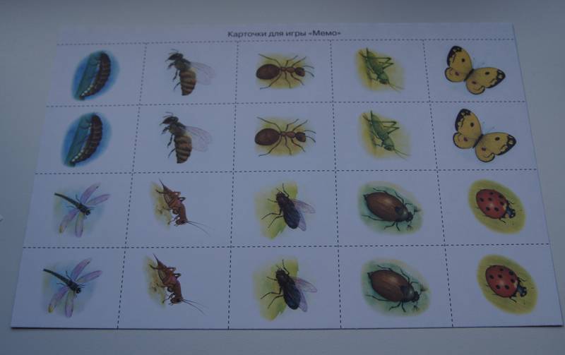 Развитие речи насекомые средняя группа. Насекомые дидактический материал. Насекомые средняя группа. Мир насекомых для детей средней группы. Окружающий мир насекомые подготовительная группа.