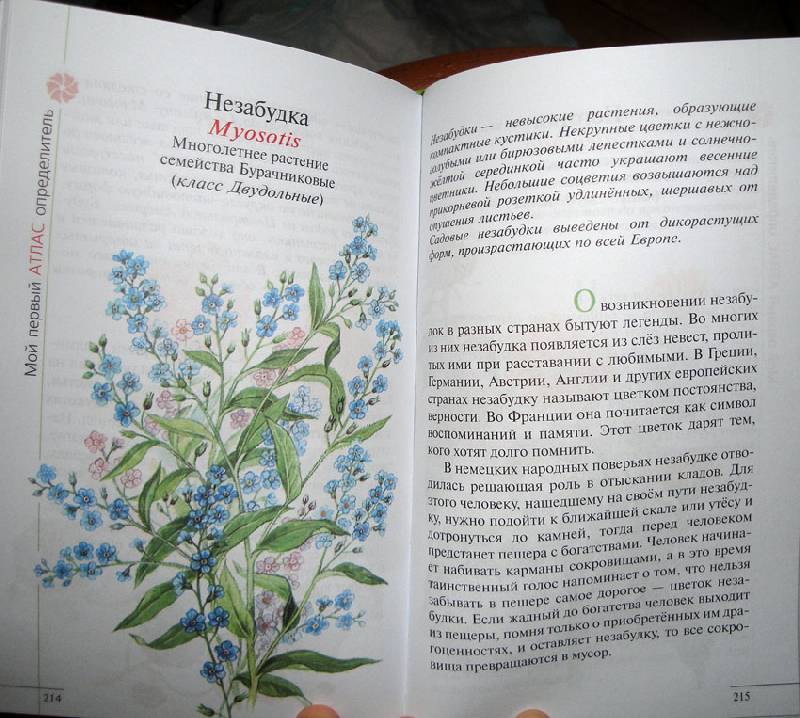 Иллюстрация 21 из 39 для Твой первый атлас-определитель. Растения - Козлова, Сивоглазов | Лабиринт - книги. Источник: АннаЛ