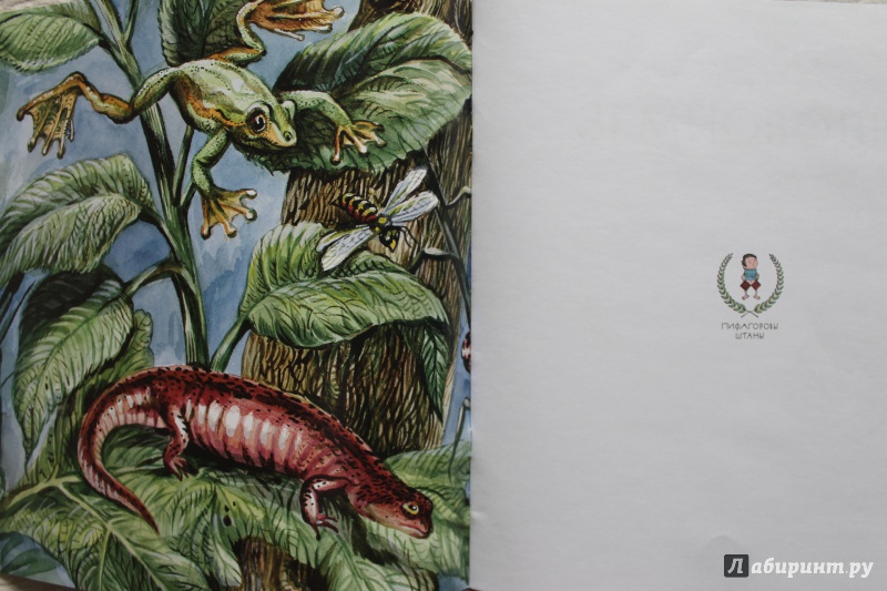 Иллюстрация 55 из 74 для Земноводные - Николай Сладков | Лабиринт - книги. Источник: По страницам детских книг