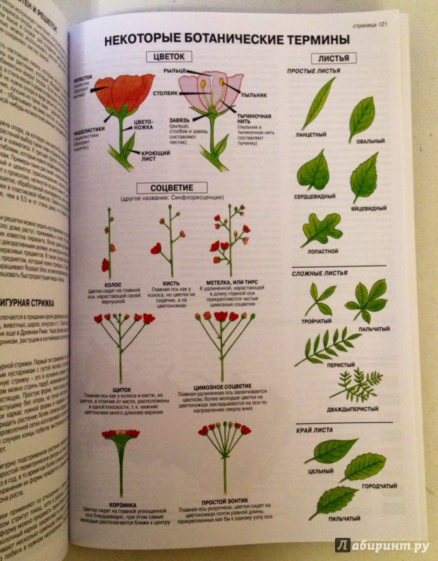 Иллюстрация 13 из 25 для Все о хвойных и вечнозеленых растениях - Дэвид Хессайон | Лабиринт - книги. Источник: Forlani
