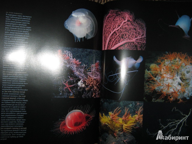 Иллюстрация 16 из 31 для Глубина. Таинственный мир океанских пучин - Клер Нувиан | Лабиринт - книги. Источник: Евгения39
