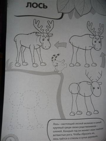 Иллюстрация 6 из 10 для Рисуем и раскрашиваем лесные животные | Лабиринт - книги. Источник: ***Лора***