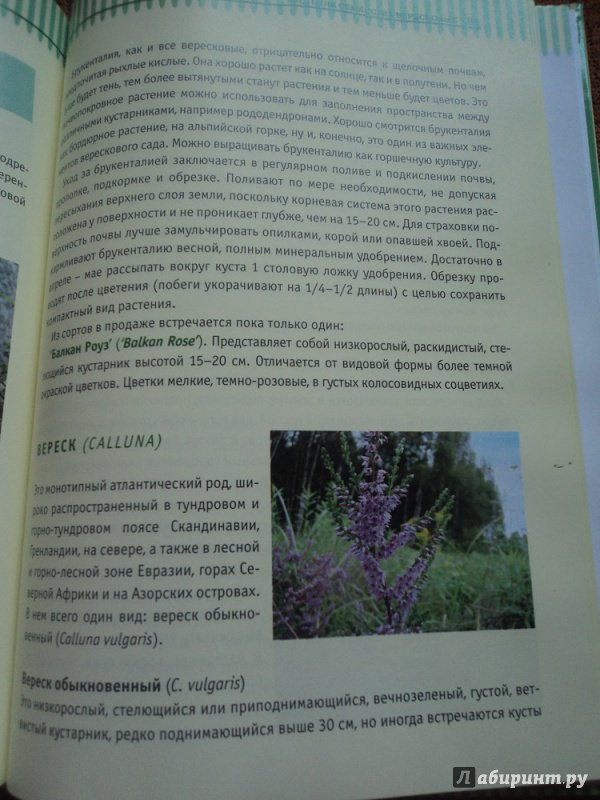 Иллюстрация 21 из 30 для Вересковый сад в ландшафтном дизайне - Татьяна Курлович | Лабиринт - книги. Источник: Rose