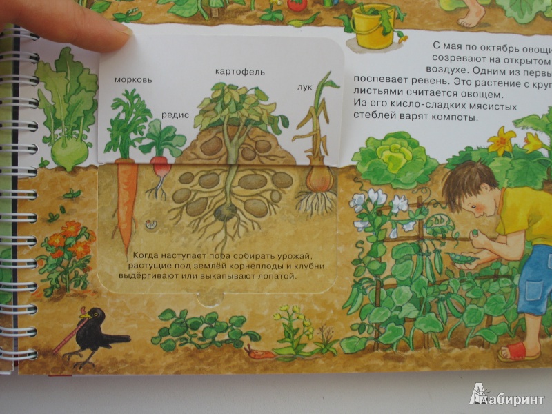 Иллюстрация 28 из 36 для Наш сад - Андреа Эрне | Лабиринт - книги. Источник: Tatyana_G