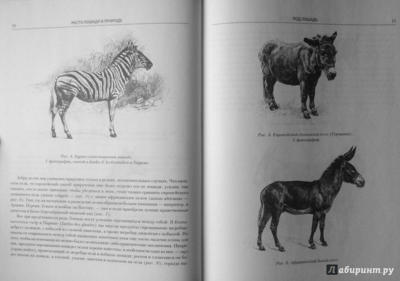 Иллюстрация 3 из 11 для Лошади. Конские породы - Симонов, Мердер | Лабиринт - книги. Источник: SiB