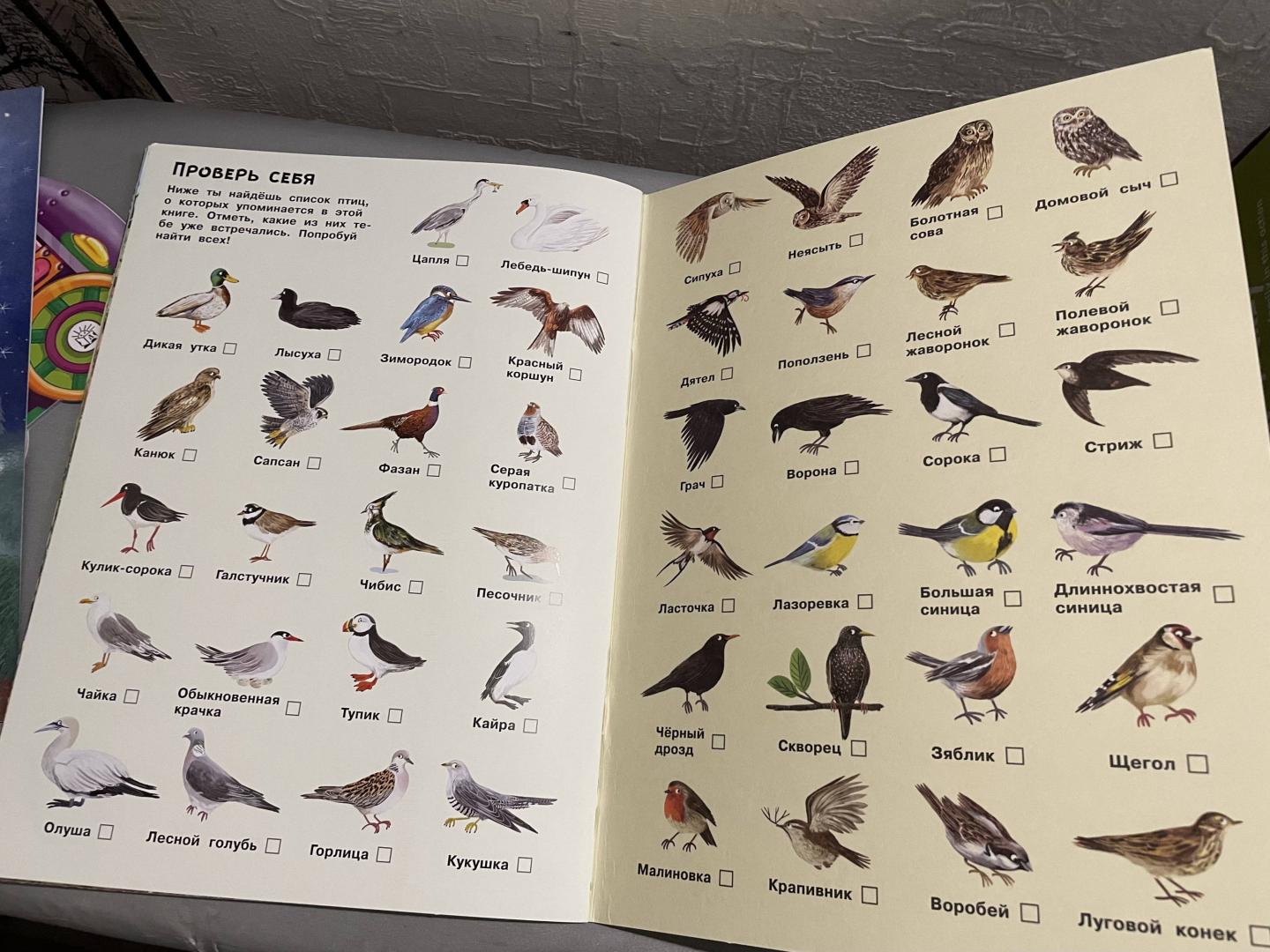 Иллюстрация 26 из 32 для Малиновки, синицы и другие птицы | Лабиринт - книги. Источник: Лабиринт