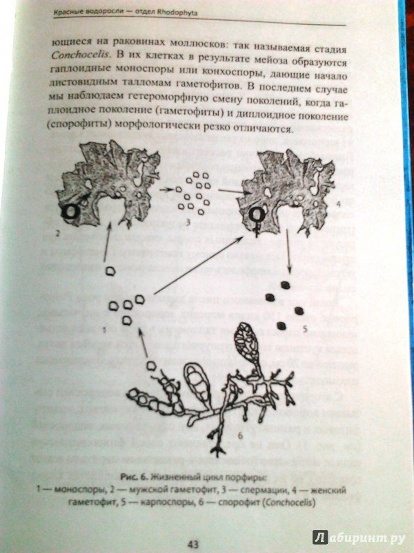 Иллюстрация 30 из 47 для Биологическое разнообразие: водоросли и грибы - Мухин, Третьякова | Лабиринт - книги. Источник: Зеленова  Юлия Александровна