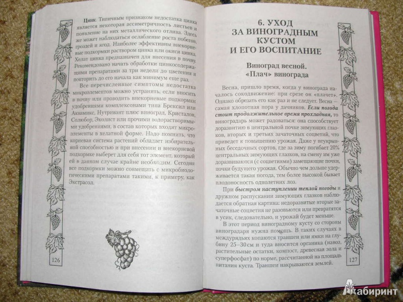 Иллюстрация 4 из 5 для Виноград без ошибок - Валентина Бурова | Лабиринт - книги. Источник: Барусинка