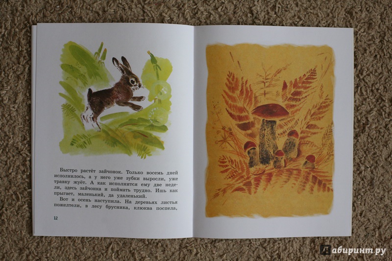 Иллюстрация 32 из 59 для Как заяц в лесу живёт - Вера Чаплина | Лабиринт - книги. Источник: дважды