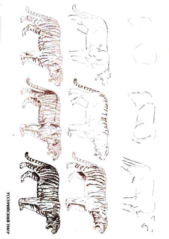 Иллюстрация 37 из 39 для Рисуем 50 исчезающих животных - Эймис, Бадд | Лабиринт - книги. Источник: Юта