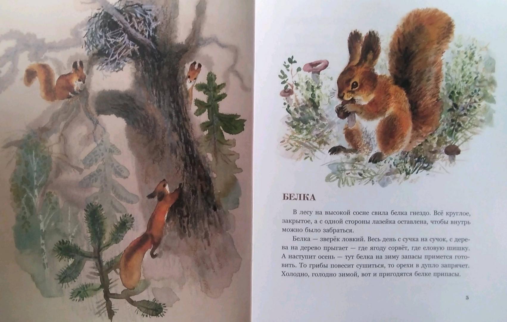 Иллюстрация 51 из 61 для В нашем лесу - Вера Чаплина | Лабиринт - книги. Источник: Надюшка