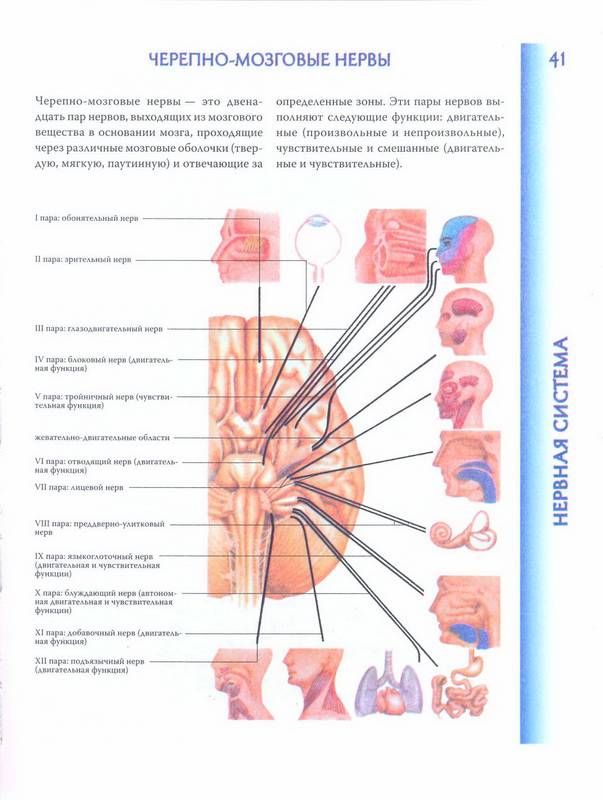 Иллюстрация 38 из 40 для Атлас анатомии человека | Лабиринт - книги. Источник: Ялина
