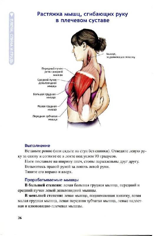 Иллюстрация 20 из 36 для Анатомия упражнений на растяжку - Нельсон, Кокконен | Лабиринт - книги. Источник: Юта