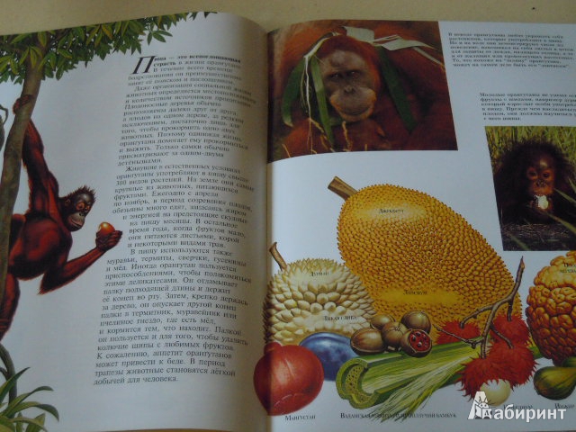 Иллюстрация 3 из 4 для Орангутаны - Шоу, Вексо | Лабиринт - книги. Источник: Iwolga