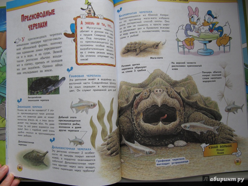 Иллюстрация 8 из 13 для Рептилии и амфибии | Лабиринт - книги. Источник: Чернова  Анастасия Юрьевна