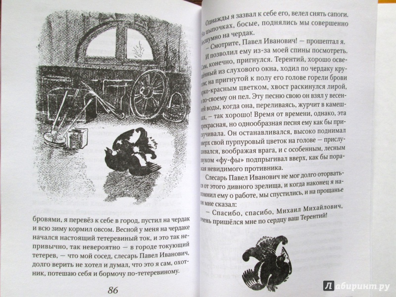 Иллюстрация 7 из 11 для Зверь бурундук - Михаил Пришвин | Лабиринт - книги. Источник: Зеленая шляпа