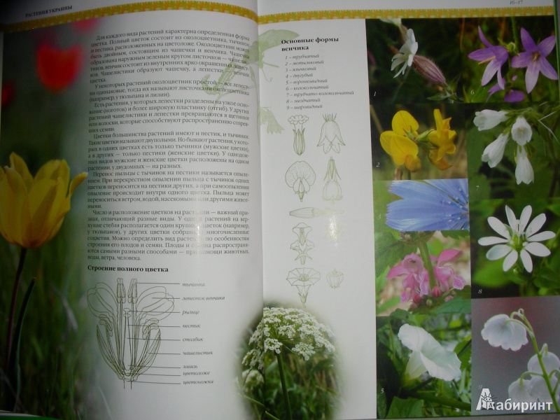 Иллюстрация 3 из 20 для Растения Украины - Юрий Гамуля | Лабиринт - книги. Источник: Анонимный Книгоголик